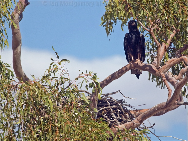 Black-breasted Buzzard blackbreast_buzzard_187328.psd
