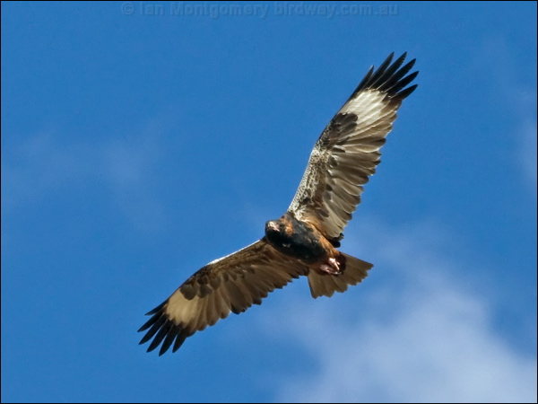 Black-breasted Buzzard blackbreast_buzzard_187361.psd