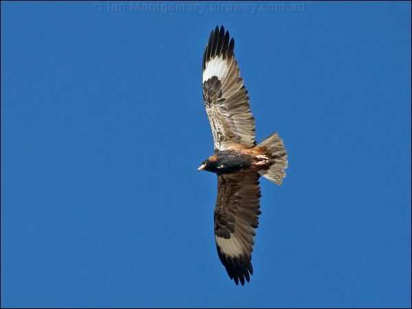 Black-breasted Buzzard blackbreast_buzzard_187364.psd