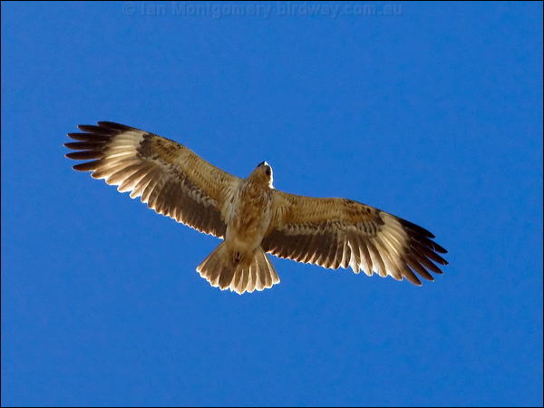 Black-breasted Buzzard blackbreast_buzzard_89971.psd