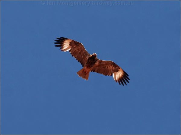 Black-breasted Buzzard blackbreastedbuzzard_41840.jpg