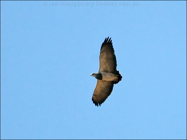 Black-chested Buzzard-Eagle blk_ch_buzz_eagle_207381.psd