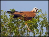 black_collared_hawk_202608
