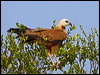 black_collared_hawk_202611
