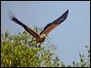 black_collared_hawk_202620