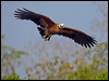 black_collared_hawk_202623