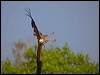 black_collared_hawk_202626