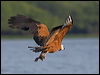 black_collared_hawk_202630