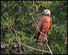 black_collared_hawk_202816