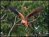 black_collared_hawk_202823