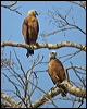 black_collared_hawk_203000