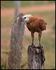 black_collared_hawk_206393