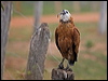 black_collared_hawk_206407