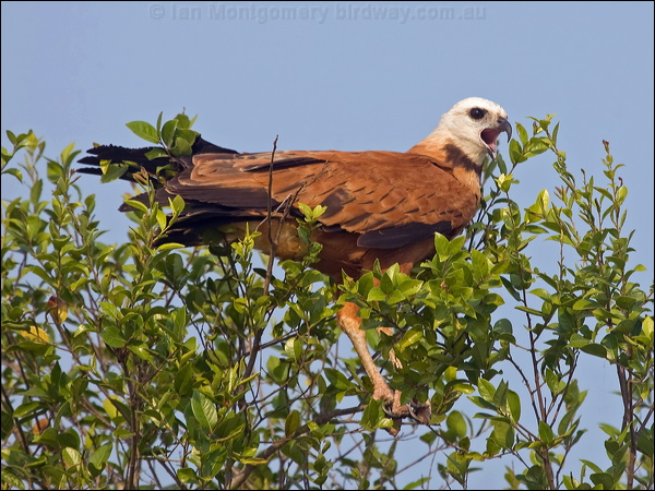 Black-collared Hawk black_collared_hawk_202608.psd