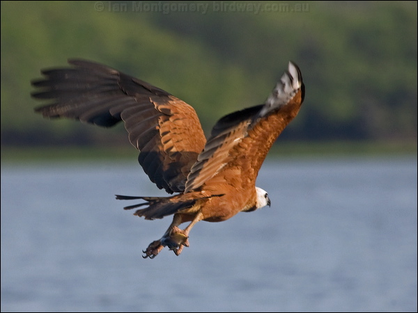 Black-collared Hawk black_collared_hawk_202630.psd