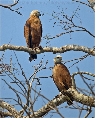 Black-collared Hawk black_collared_hawk_203000.psd