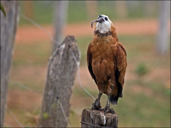 Black-collared Hawk black_collared_hawk_206407.psd