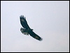 black_hawk_eagle_112427