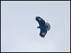 black_hawk_eagle_112430