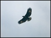 black_hawk_eagle_112431
