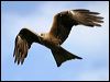 black_kite_02529