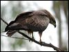 black_kite_10021