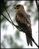 black_kite_10030