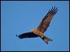black_kite_158579