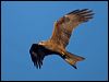 black_kite_158580