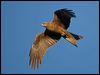 black_kite_158581