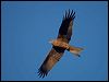 black_kite_158582