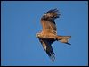 black_kite_158584