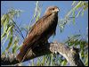 black_kite_20262