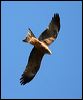 black_kite_33212