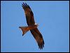 black_kite_42035