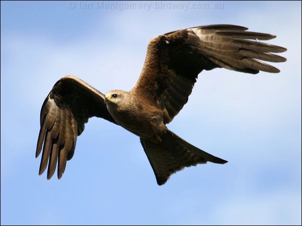 Black Kite black_kite_02529.psd