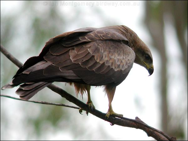 Black Kite black_kite_10021.psd