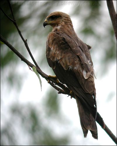 Black Kite black_kite_10030.psd