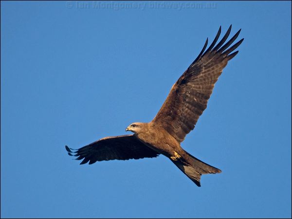 Black Kite black_kite_158579.psd