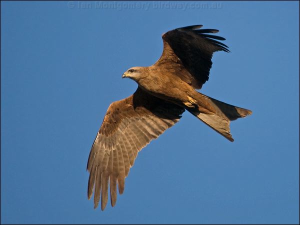 Black Kite black_kite_158581.psd