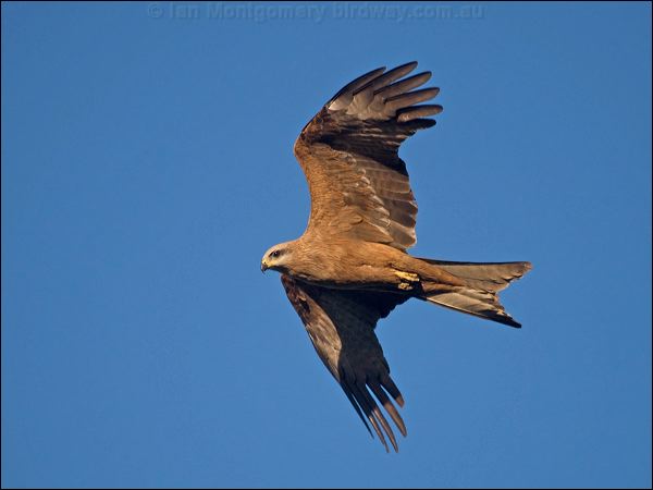 Black Kite black_kite_158584.psd