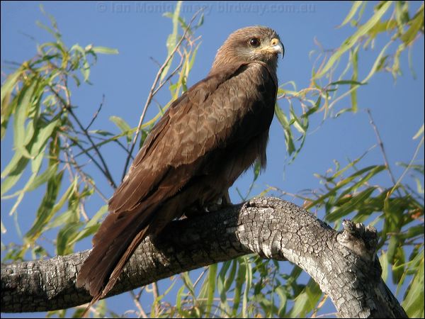 Black Kite black_kite_20262.psd