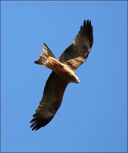 Black Kite black_kite_33212.psd