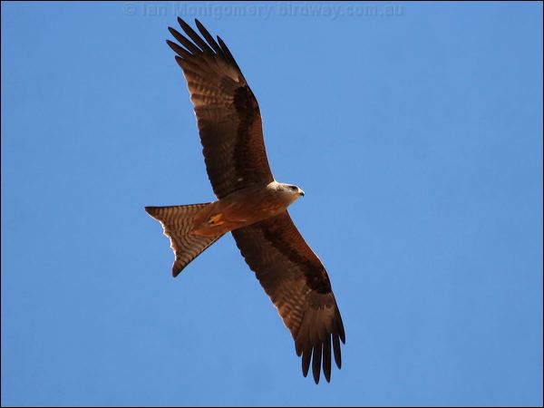 Black Kite black_kite_42035.psd