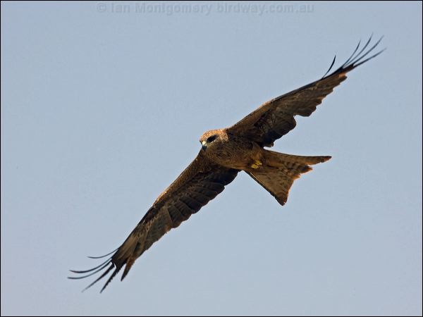 Black Kite black_kite_94238.psd