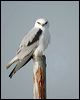blackshoulderedkite_02619