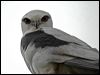 blackshoulderedkite_07586