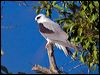 blackshoulderedkite_153426