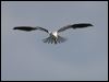 blackshoulderedkite_17045