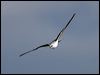 blackshoulderedkite_17047